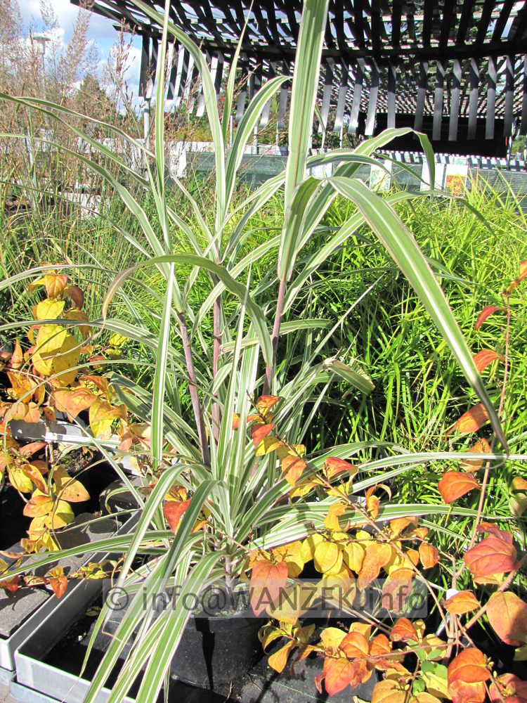 Miscanthus sinensis Cosmopolitan.JPG